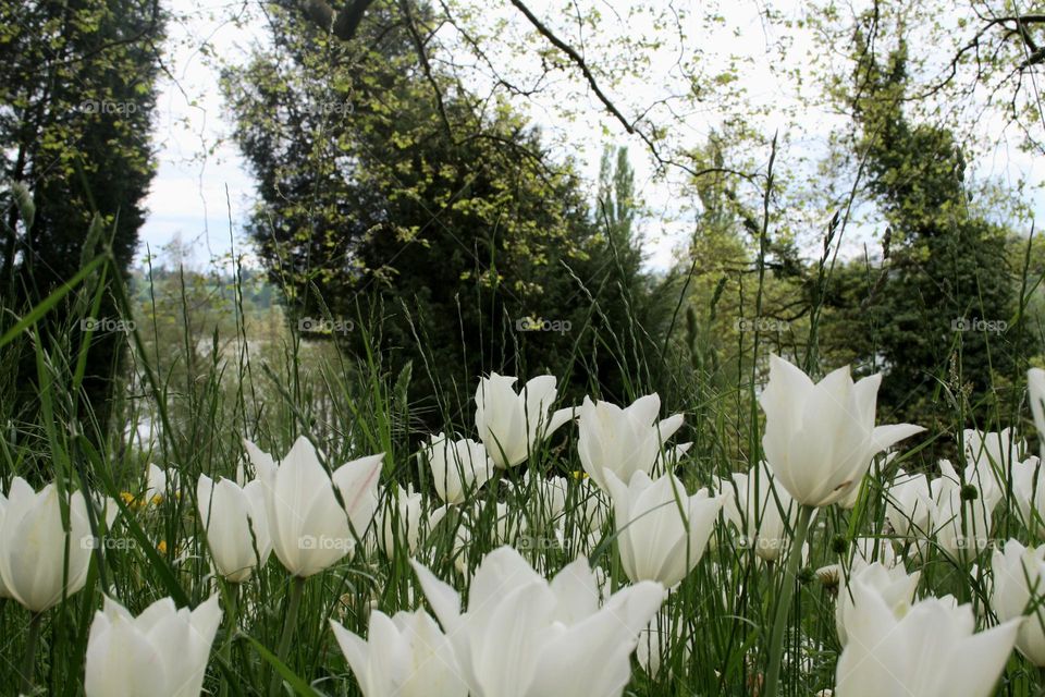 beautiful floral splendor