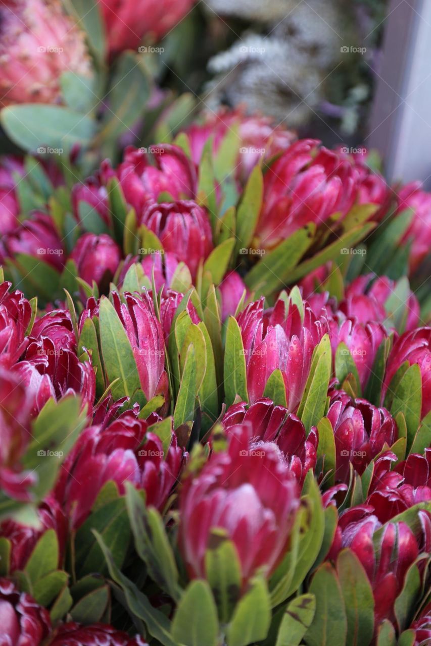 Protea Susanna . National flower of South Africa 