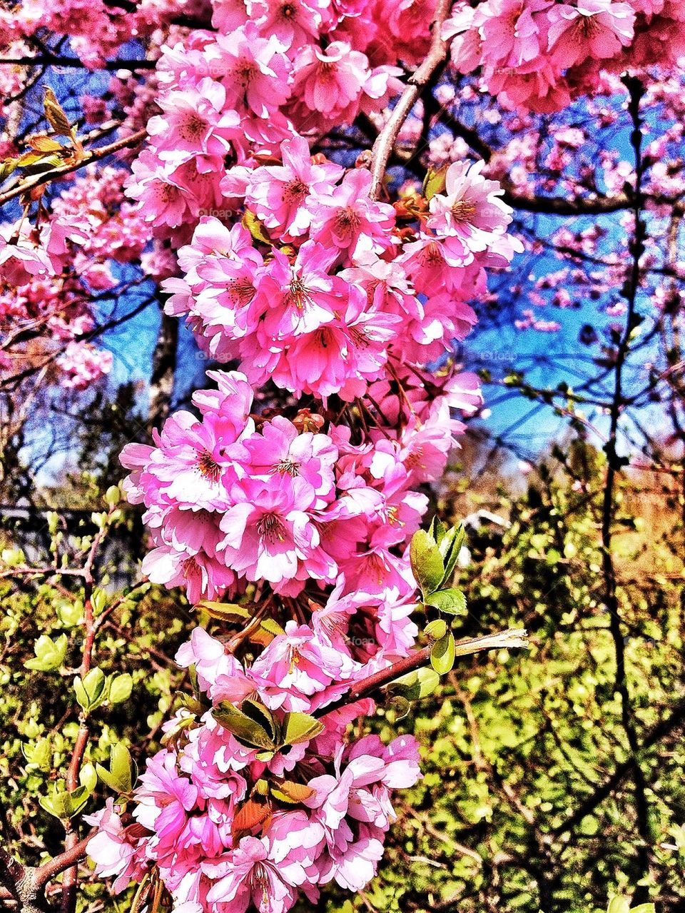 Japanese Cherry Tree