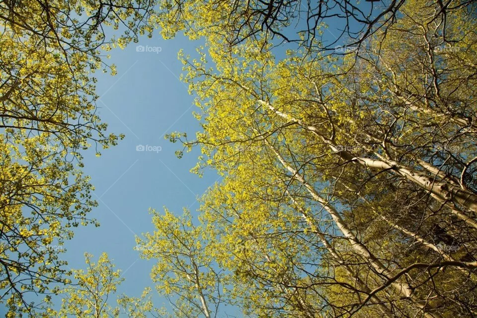 Trees