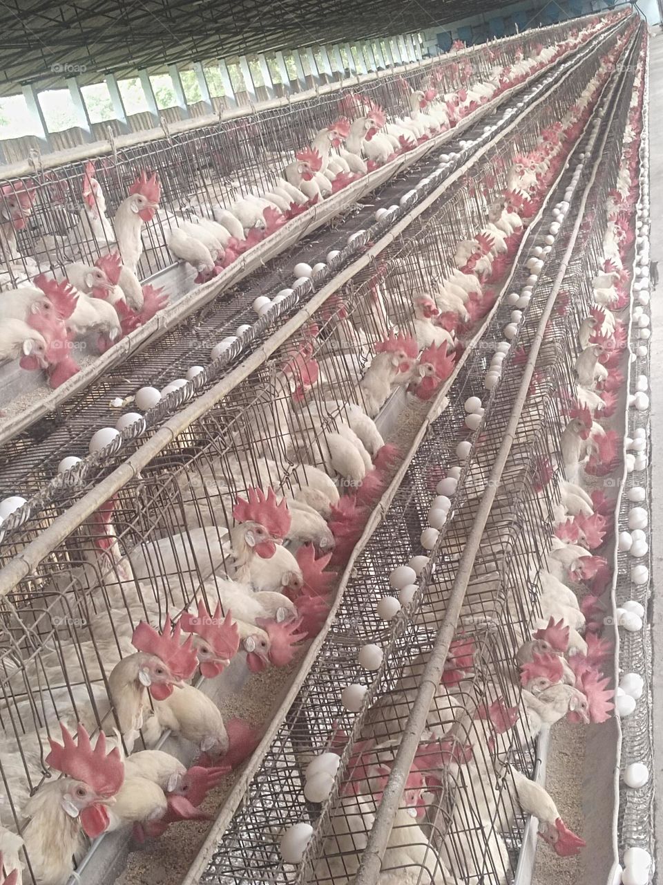 poultry layer farm