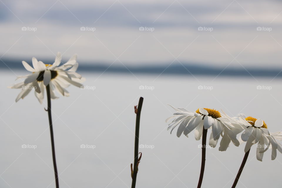 Daisies in summertime 