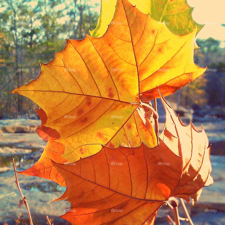 Autumn leaves