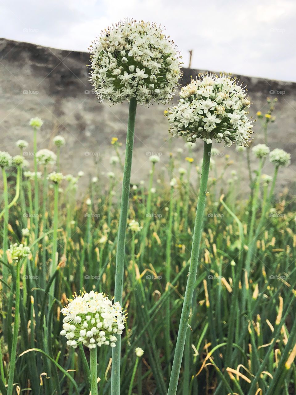 Onion flower growing in our backyard 