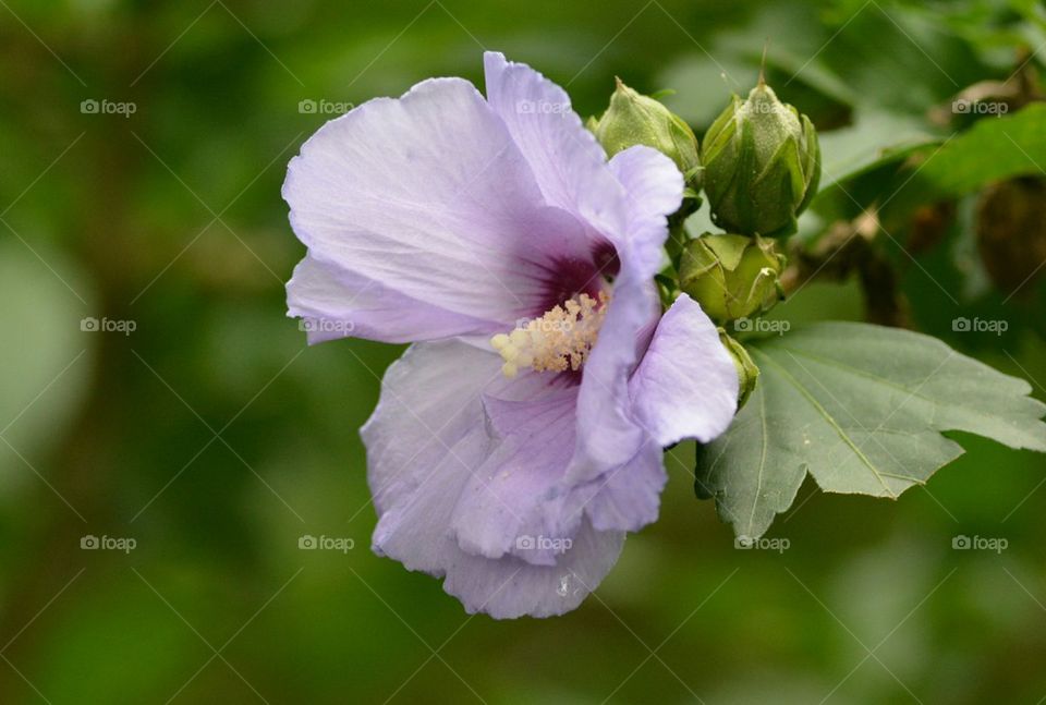 Rose of Sharon Hibiscus