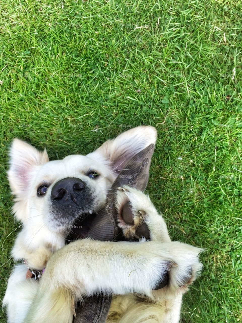High angle view of dog