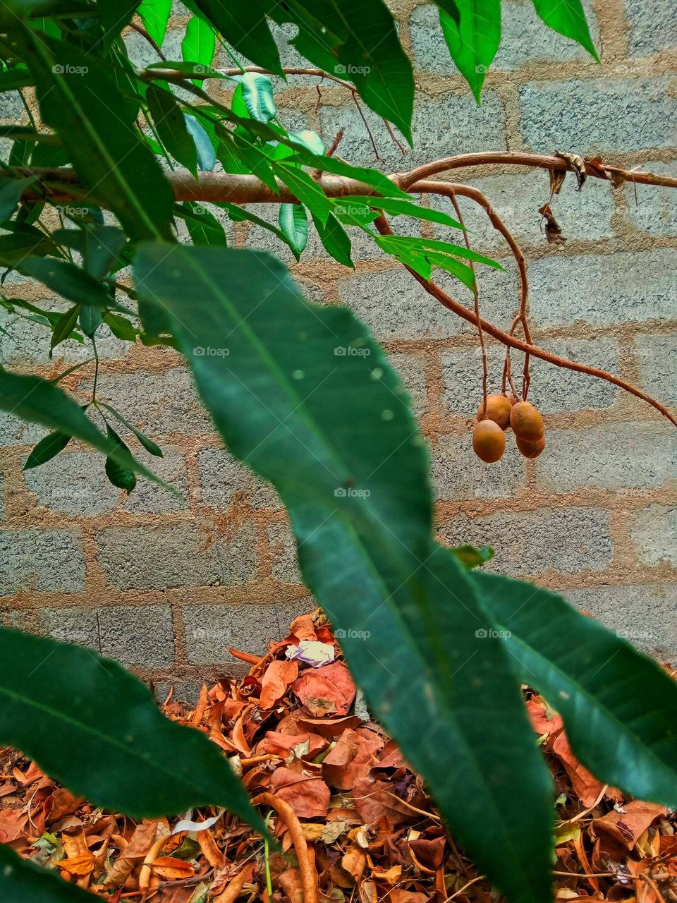 this is a " ambarella" tree.