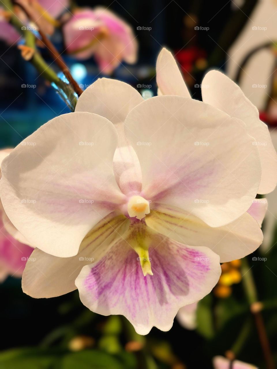 indoor white orchid