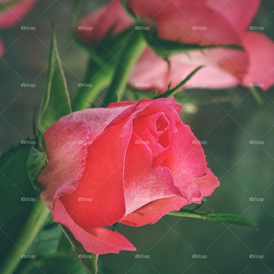 delicate flower roses
