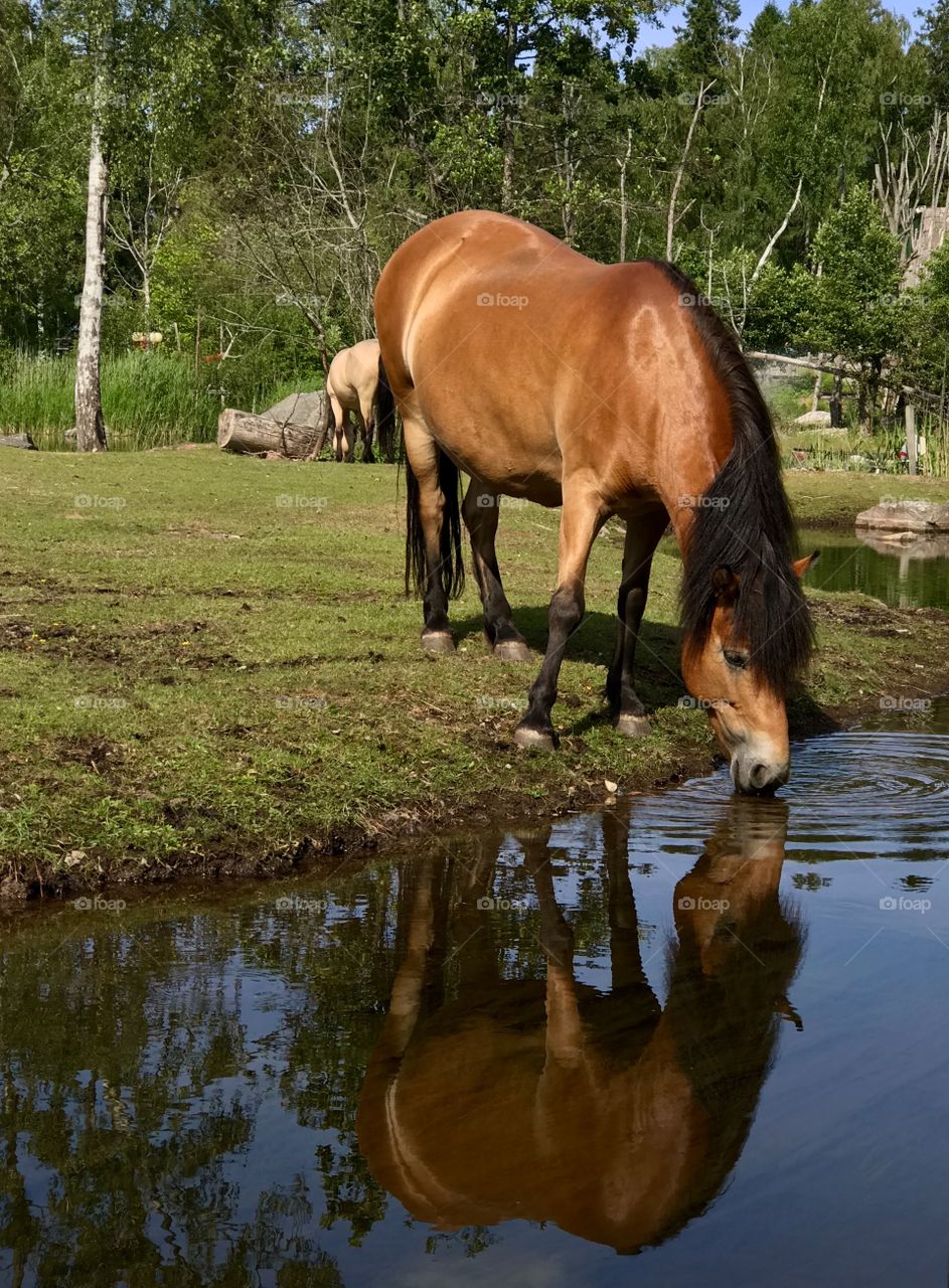 Thirsty horse