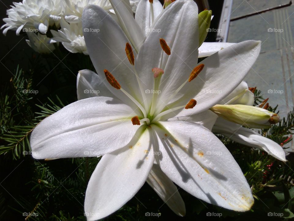 white Lily
