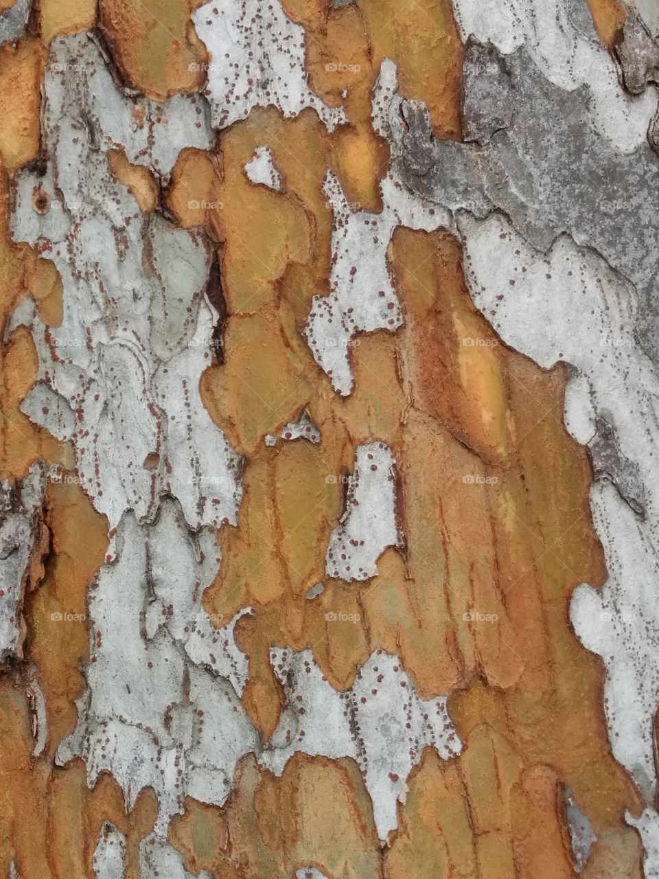 Peeling Tree Trunk Bark