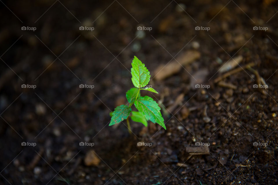 First sign of spring - a new plant pushing through the ground. Image of little plant with few leaves.