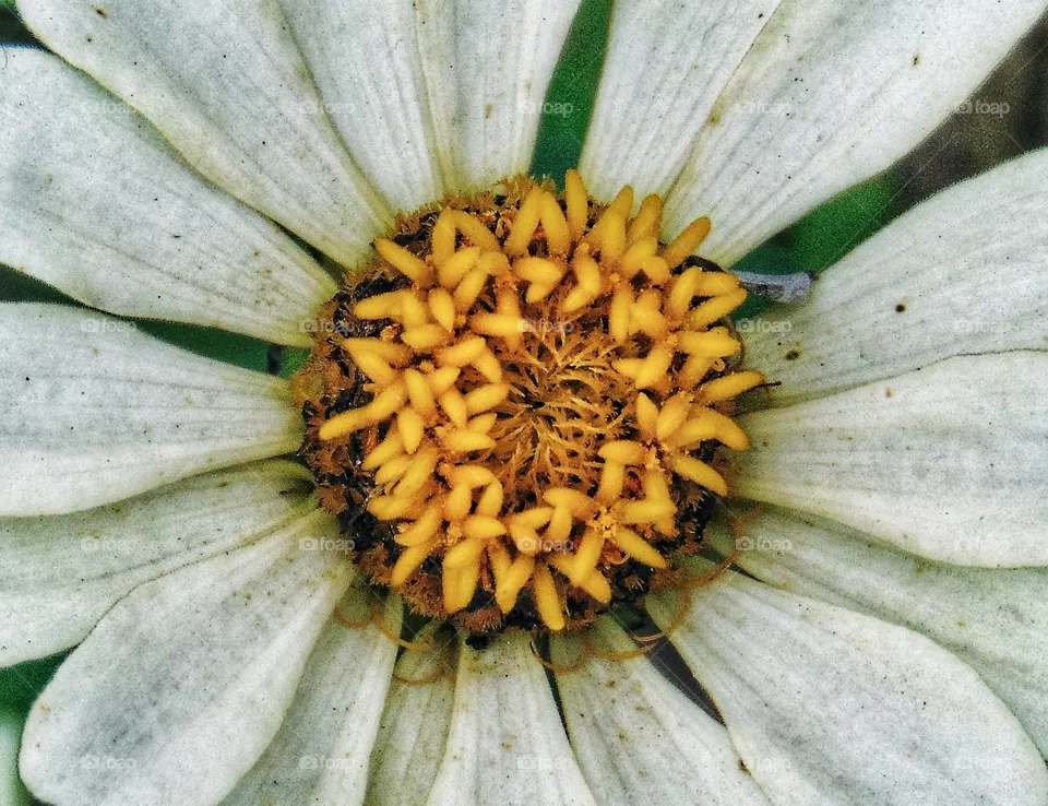 Blooming