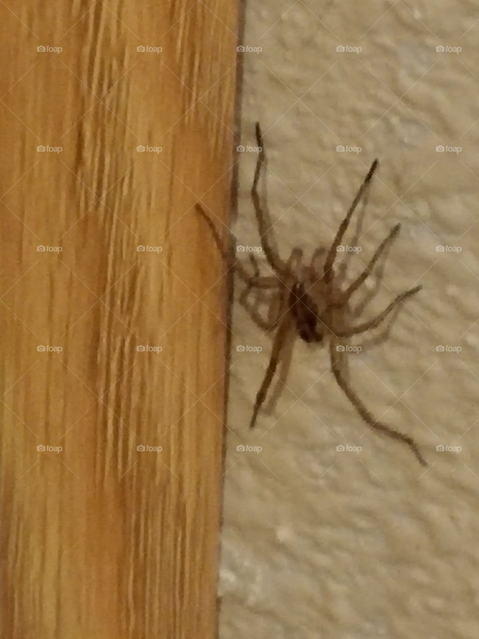 Spider In Corner