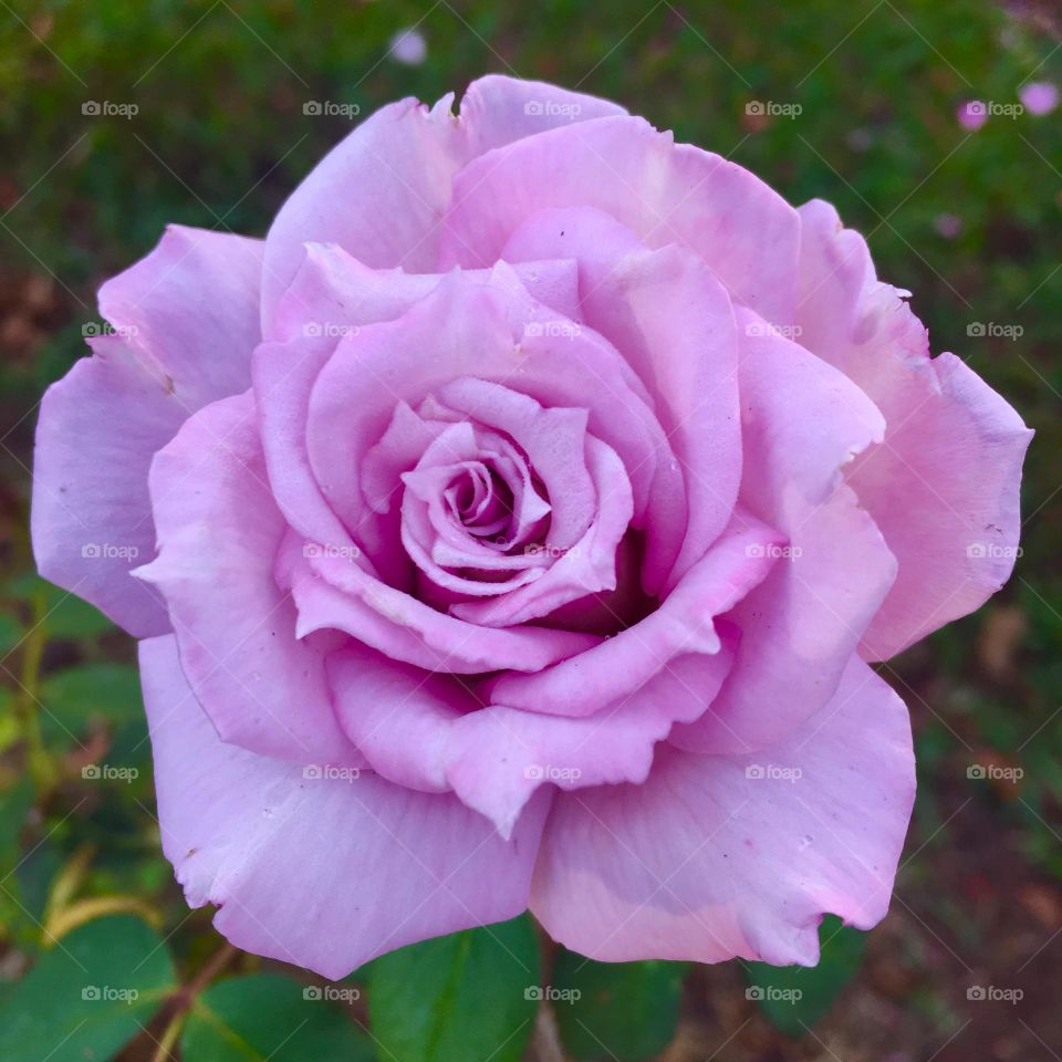 ROSEIRAS - 🌹 🇺🇸 Very beautiful flowers to brighten our day.  Live nature and its beauty. Did you like the delicate petals? / 🇧🇷 Flores muito bonitas para alegrar nosso dia. Viva a natureza e sua beleza. Gostaram das pétalas delicadas? 