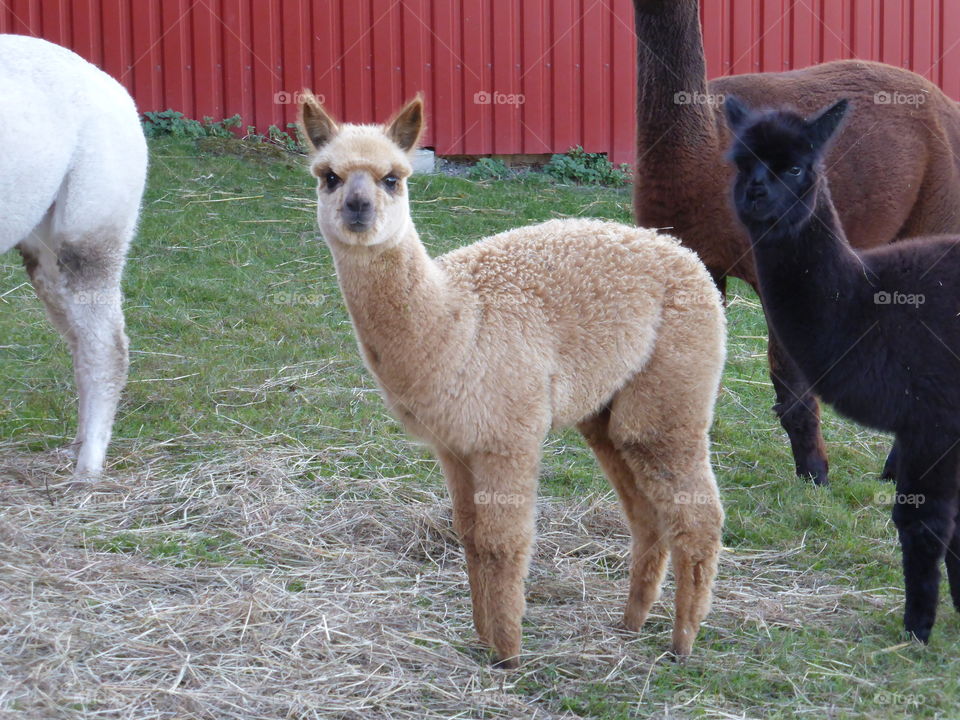 Baby alpacas