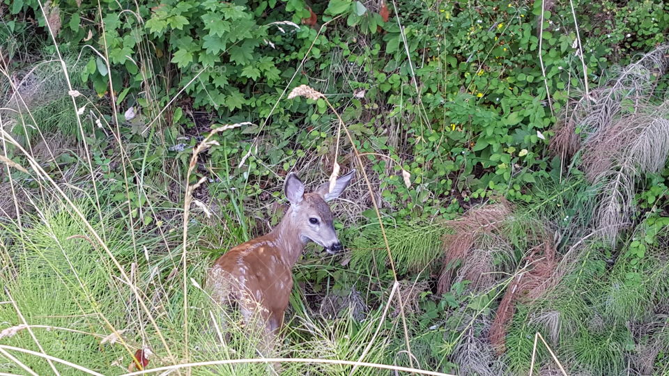 Baby deer, green grass
