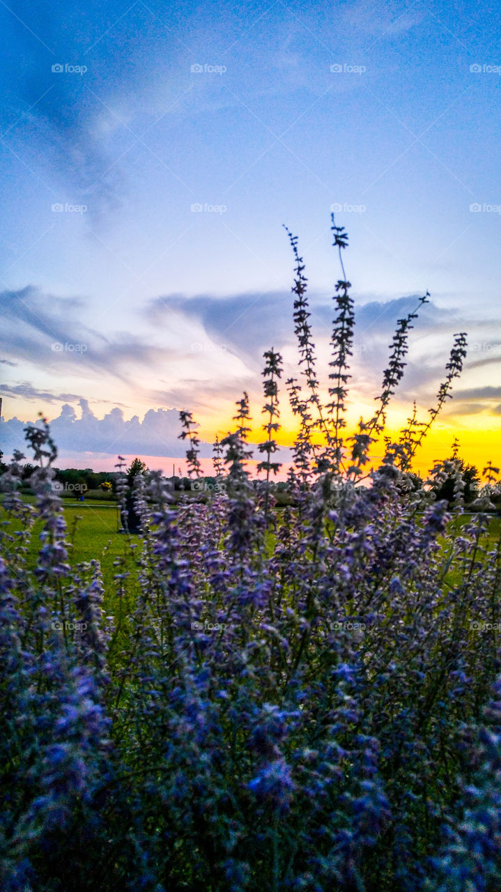 Lavender Sunset