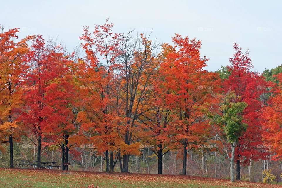 Fall foliage with the benches