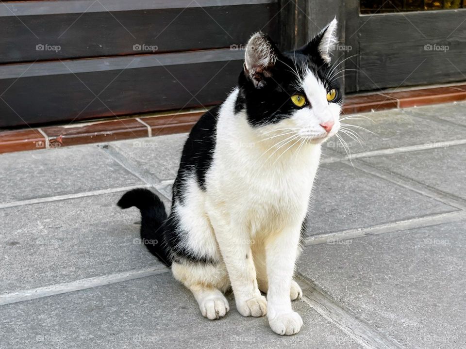 Black and white street cat with yellow eyes sitting on the gray concrete tiles 