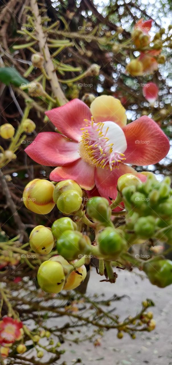 Couroupita guianensis, known by a variety of common names including cannonball tree, is a deciduous tree in the flowering plant family Lecythidaceae