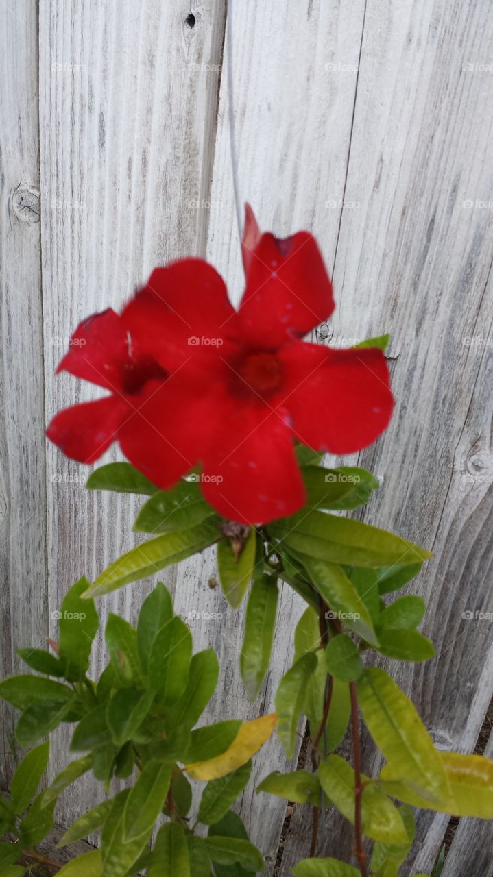 bright red flower