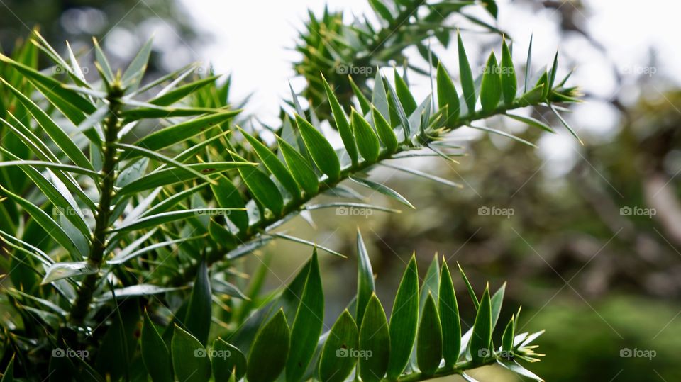 Macro at Haggala Gardens Nuwara Eliya...