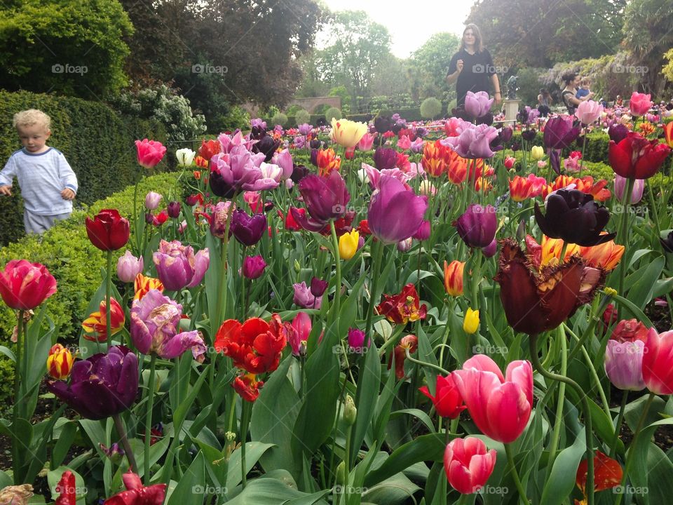 Park scene. Holland park