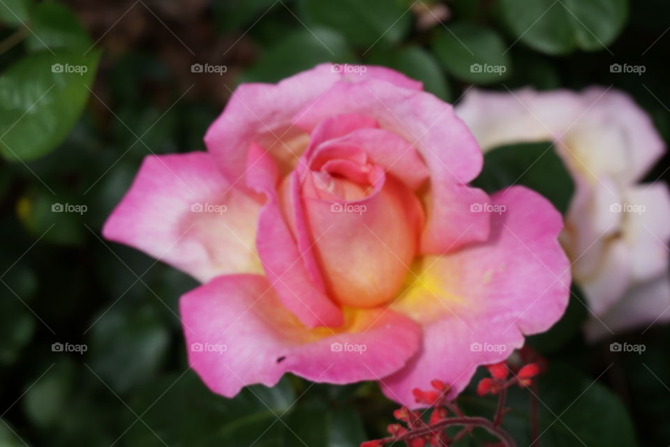 Rose. Peace rose in bloom