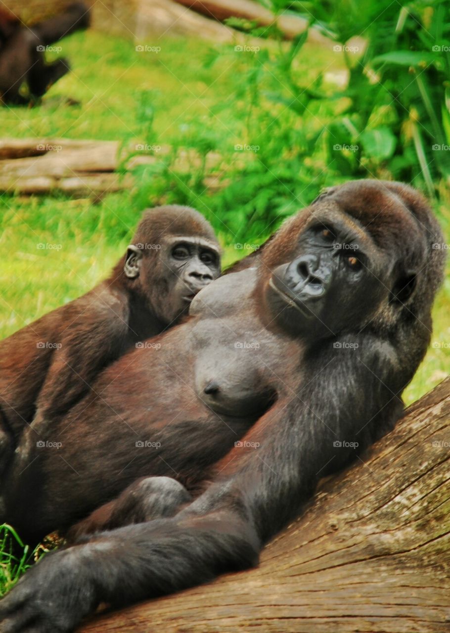 mommy. Gorilla's love