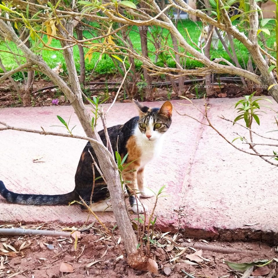 Beautiful cat looking at camera.