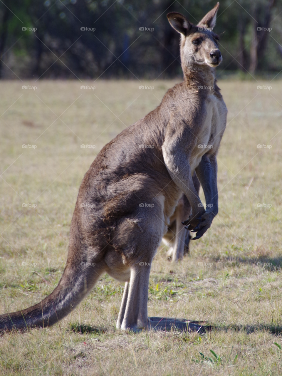 Side view of kangaroo at grassy land