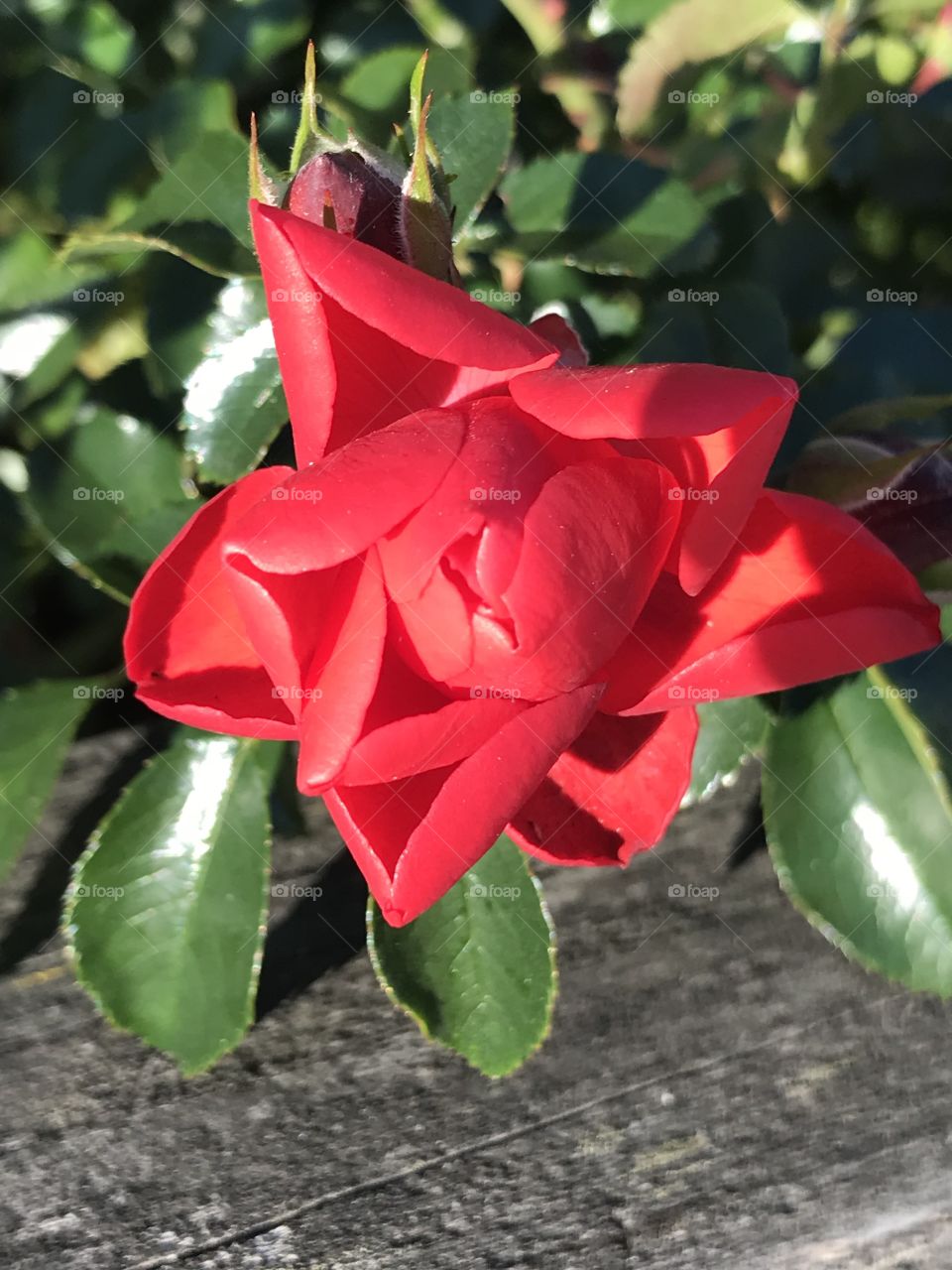 Red closed rose waxy leaves