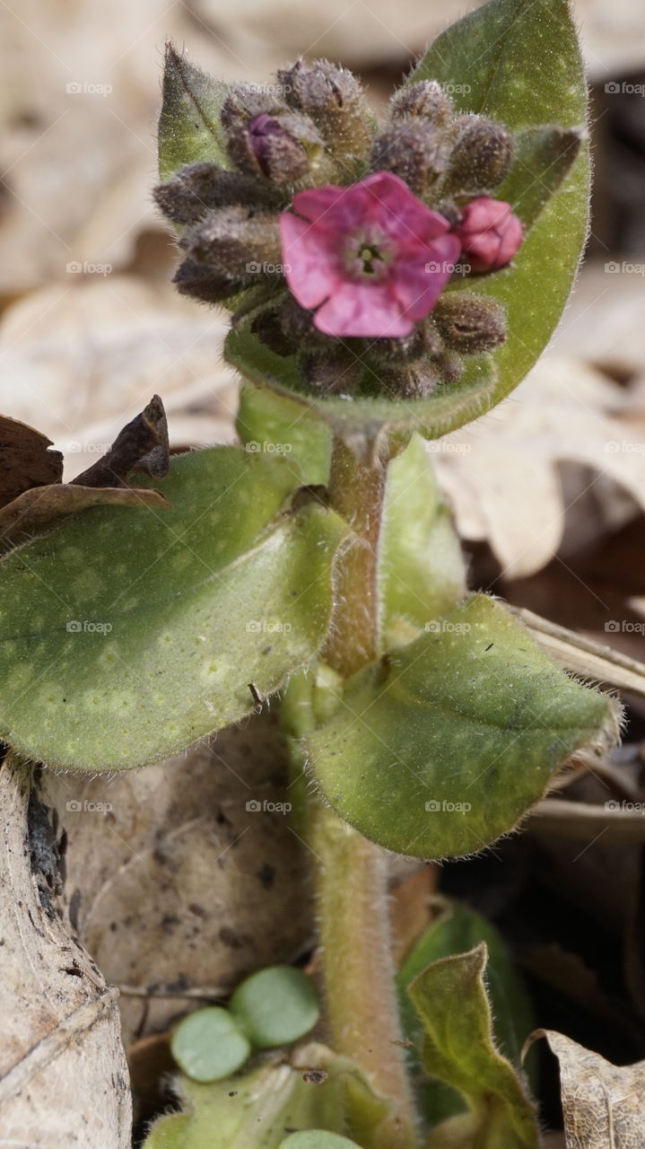 forest flowers. flowers