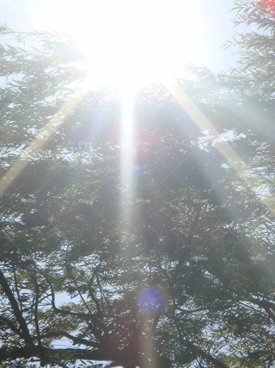 nature/trees/sun reflecting