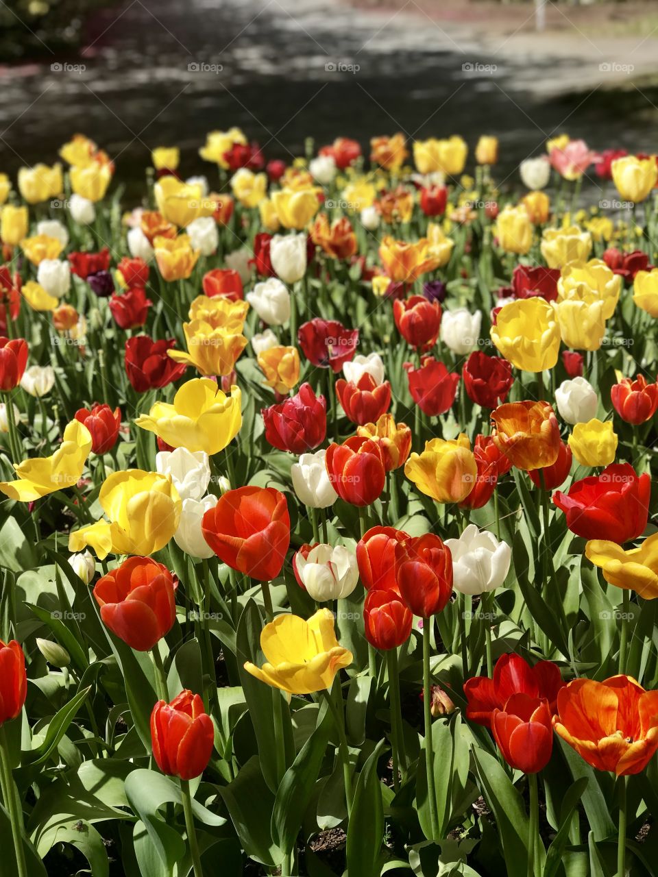 Tulip garden Canberra 2018