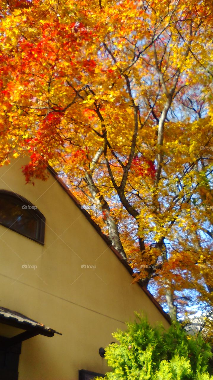 Fall colours in Karuizawa
