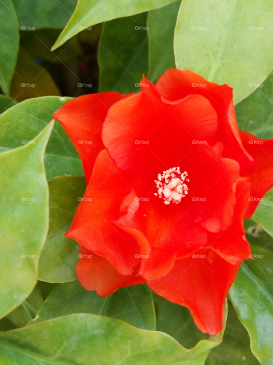 orange passion color petal