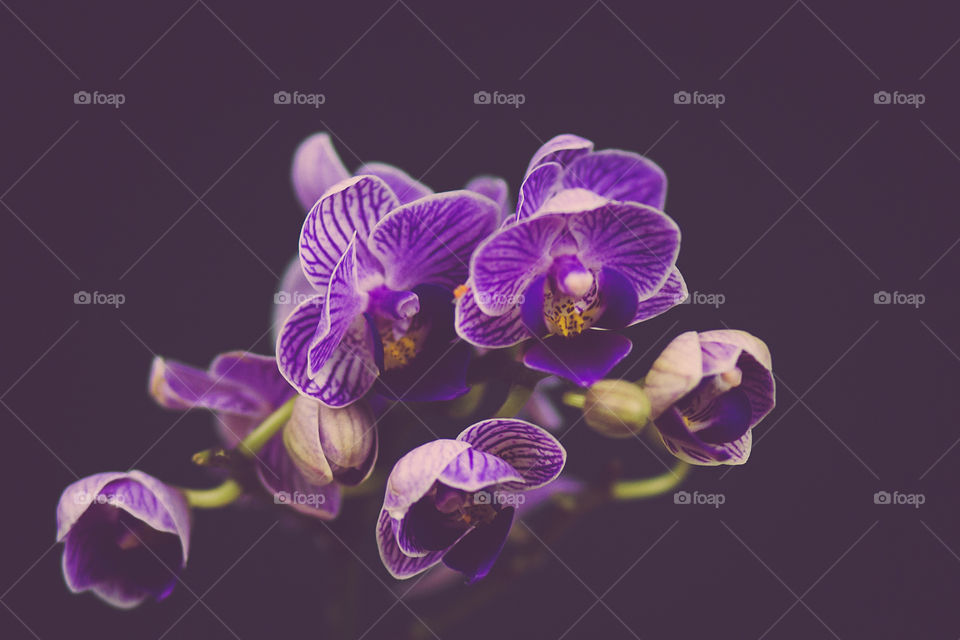 Purple Orchid