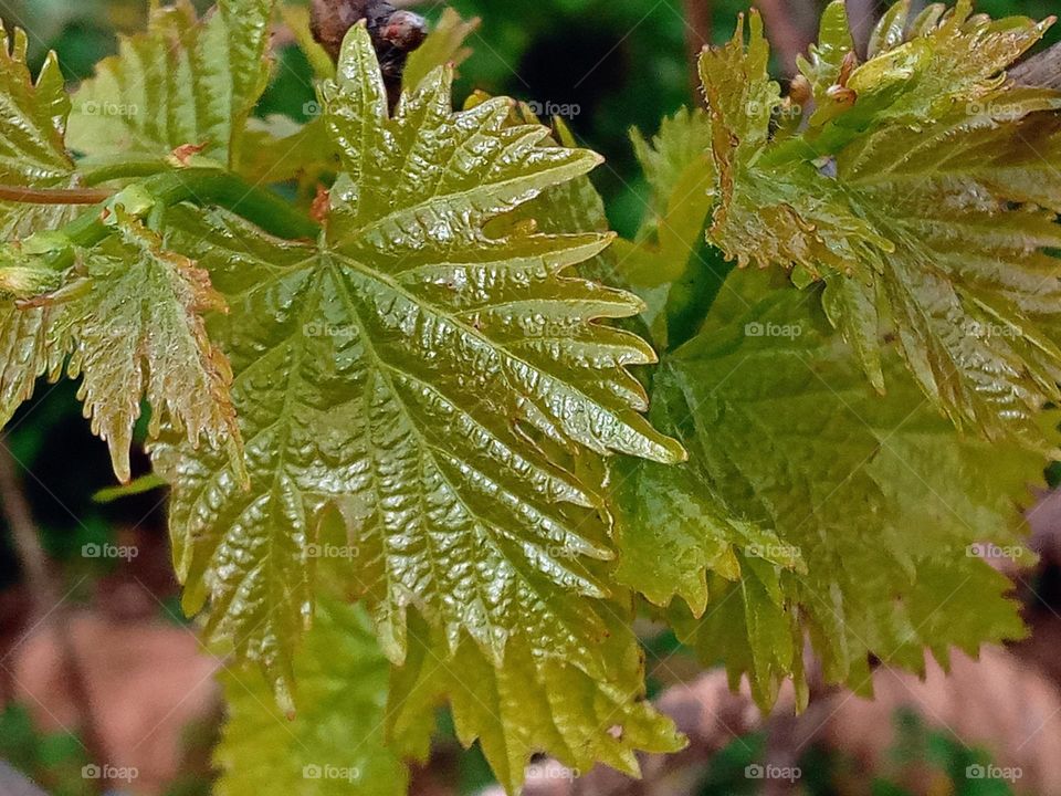 Grape leaves