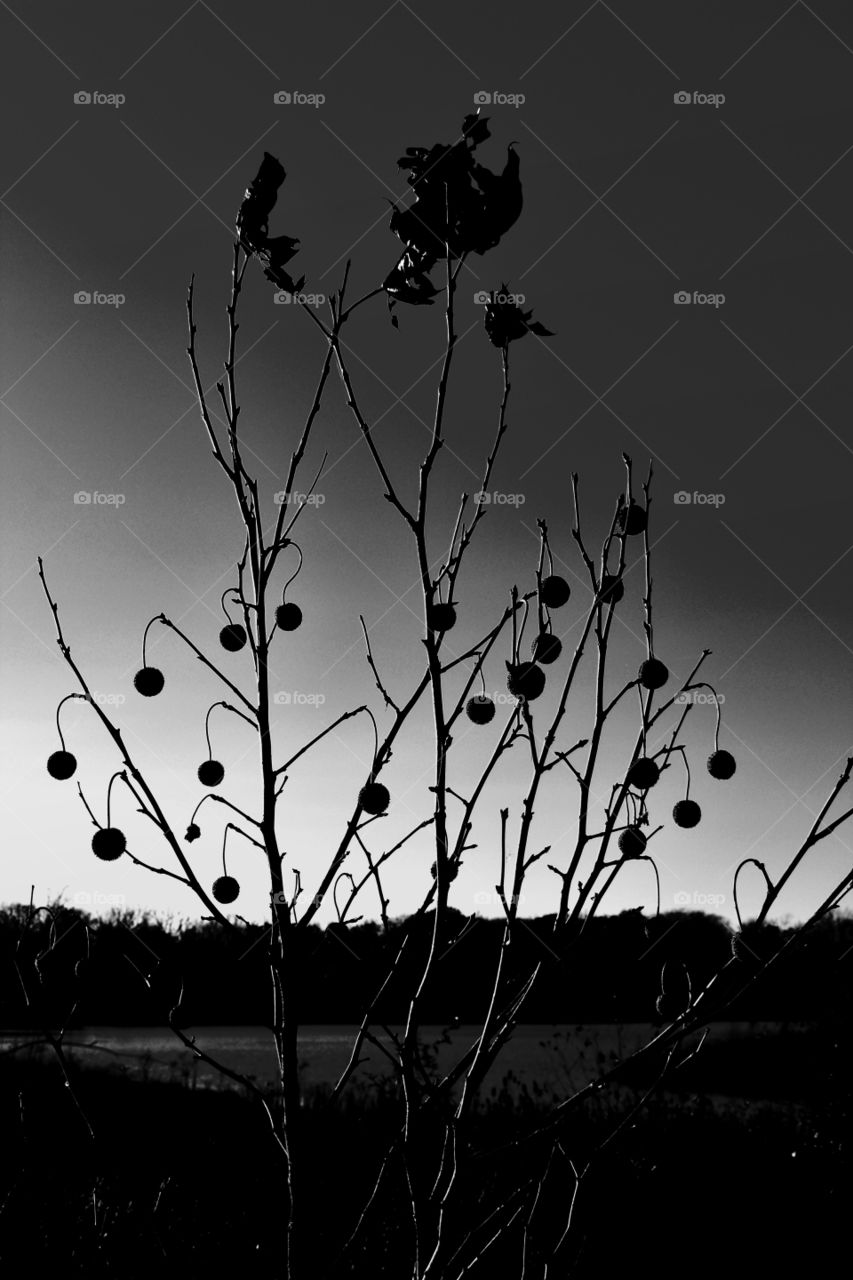 black and white monochrome tree with berries fall Prairie Oaks Park Ohio