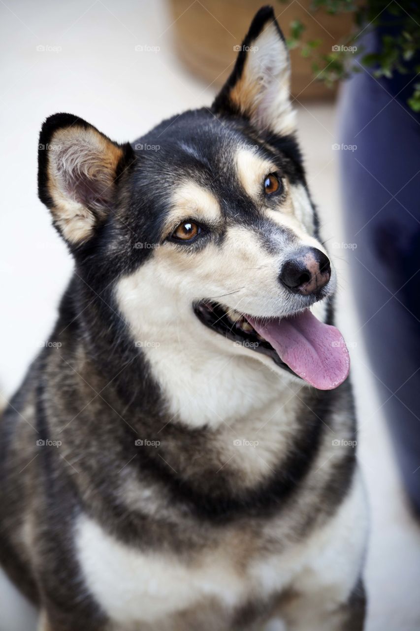 Husky