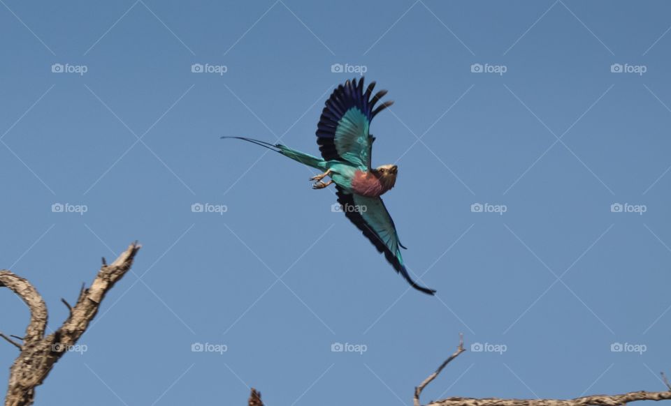 Beautiful color displayed in flight from the beautiful roller!