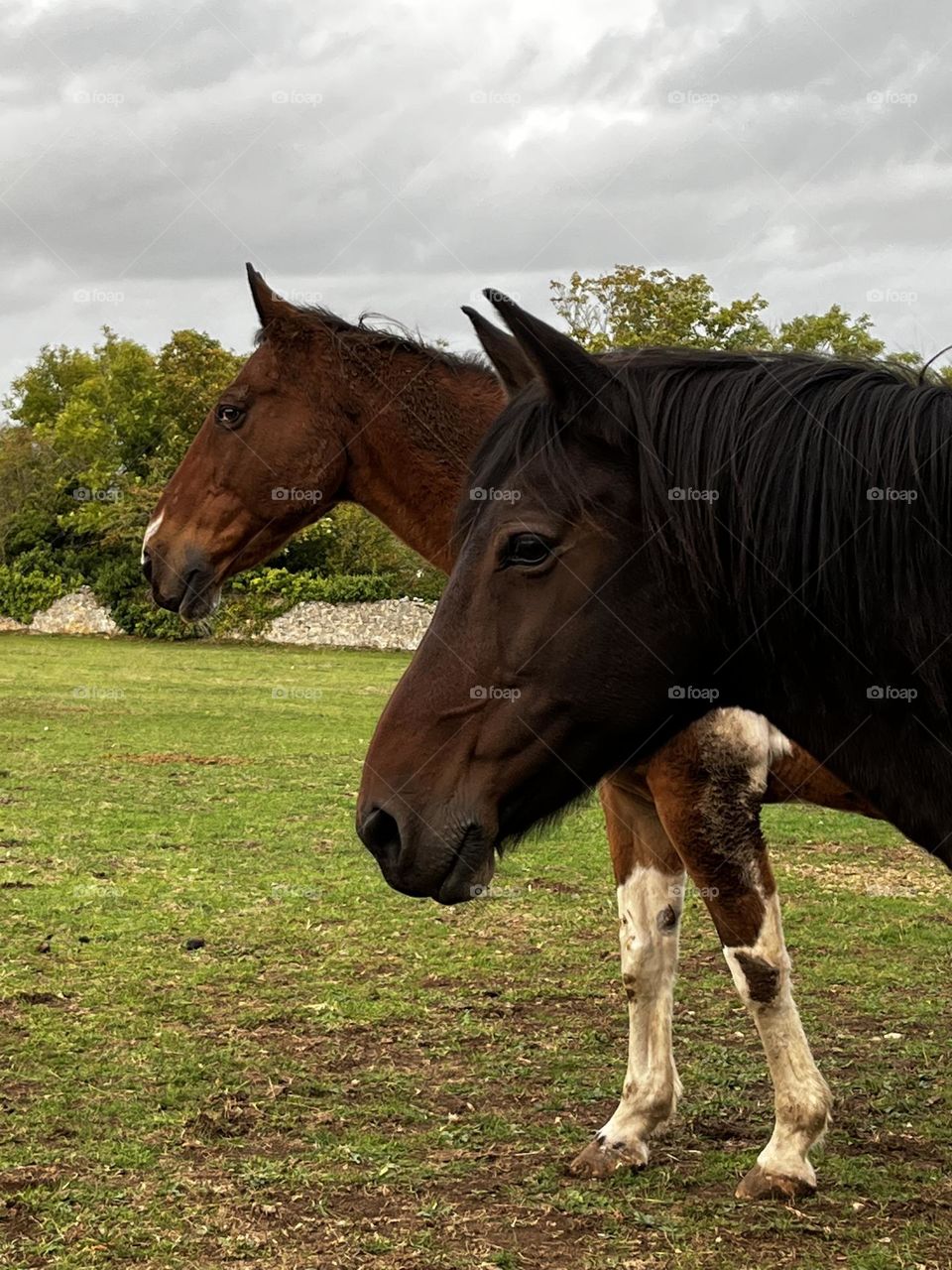 Horses