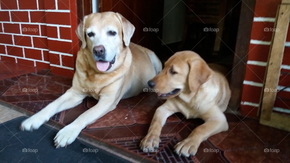 Labrador retriever Mom and Dougher