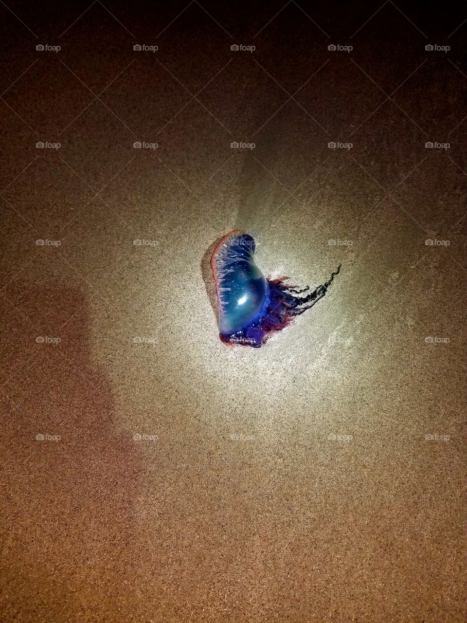 Washed up Portuguese Man of War Jellyfish
