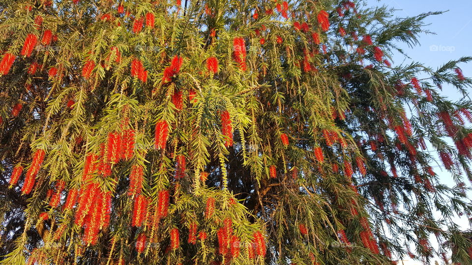 callistemon citrinus