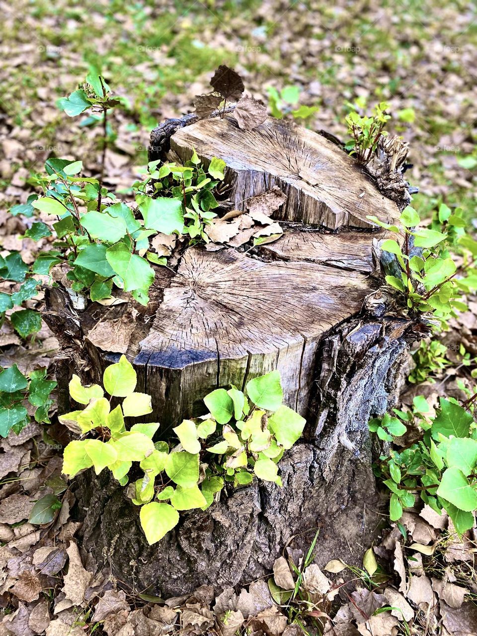 #stump #