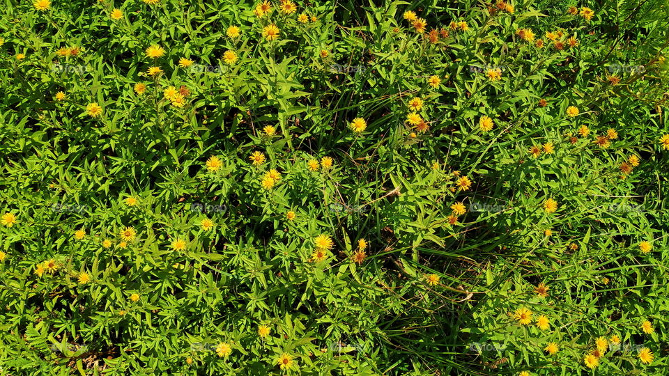 wildflowers in the park of the city of Kiev